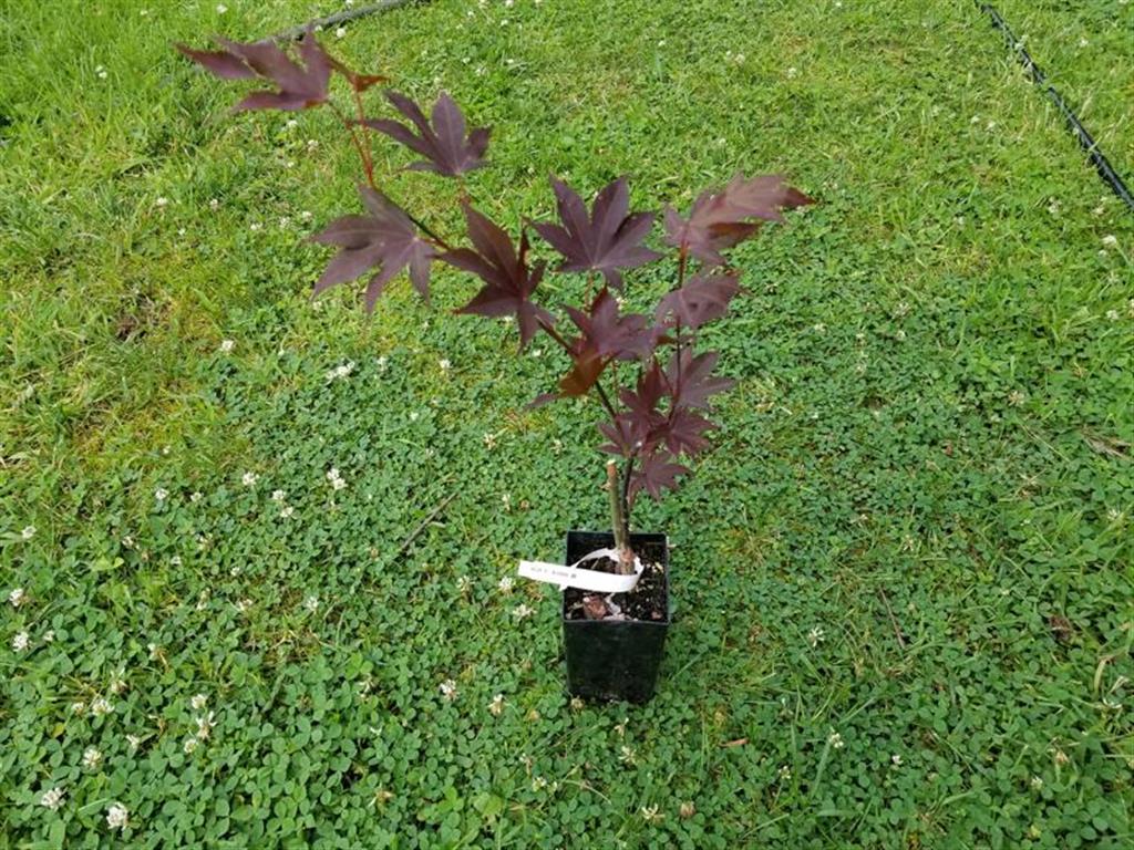 Wholesale Japanese maple liners for sale!