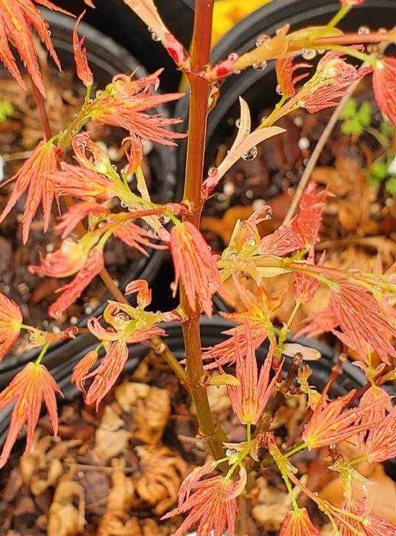 Bonfire Japanese Maple for sale at Maples N More Nursery