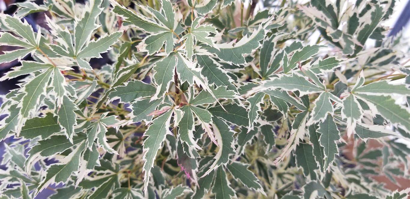 Butterfly Japanese Maple Maples N More Nursery