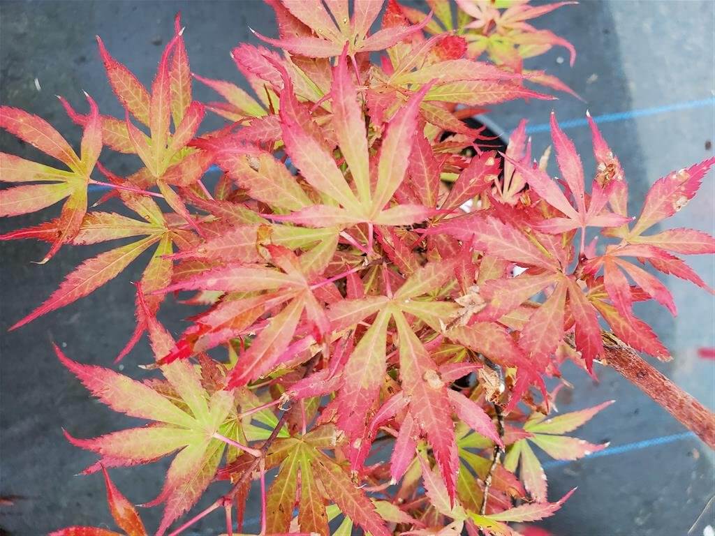 Elizabeth Japanese Maple Maples N More Nursery