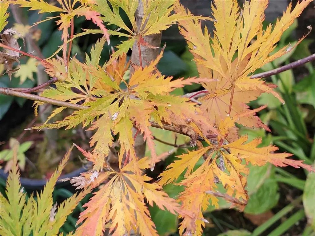 Filigree Japanese Maple for sale at Maples N More Nursery