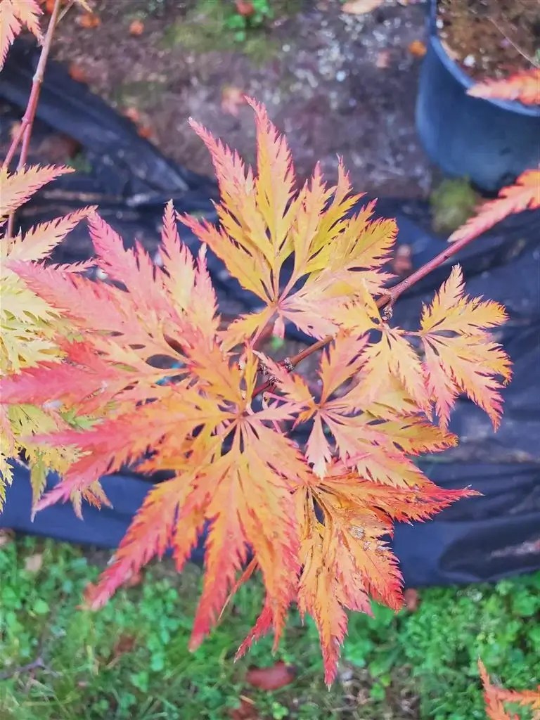 Filigree Japanese Maple for sale at Maples N More Nursery