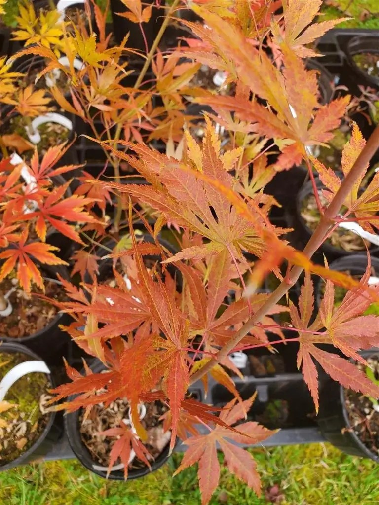 Frilly Willy Japanese Maple for sale at Maples N More Nursery