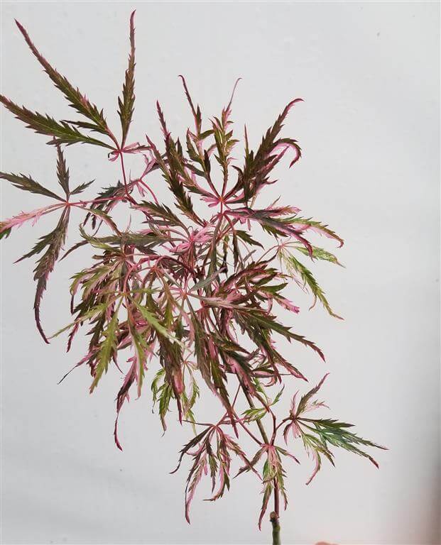 Hana Matoi Japanese Maple for sale at Maples N More Nursery