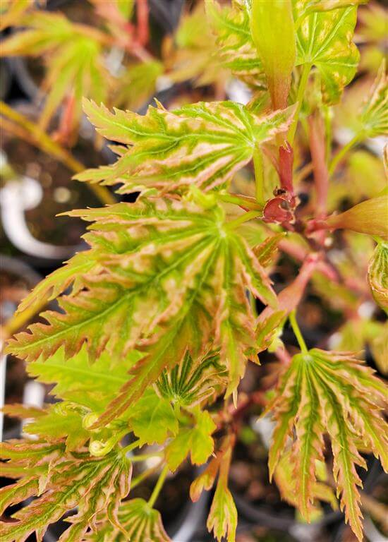 Higasayama Japanese Maple for sale at Maples N More Nursery