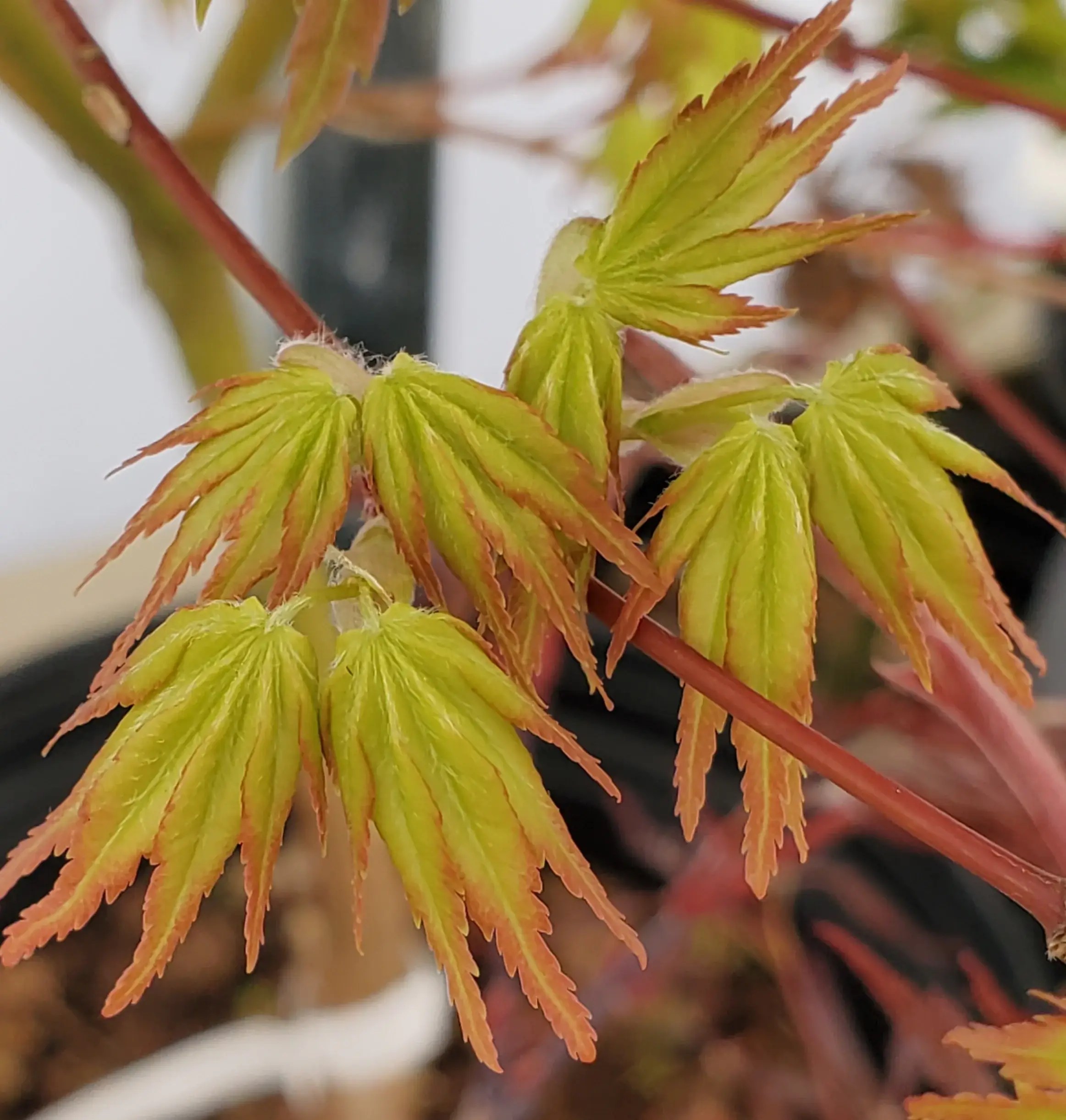 Iro Iro Japanese Maple for sale at Maples N More Nursery