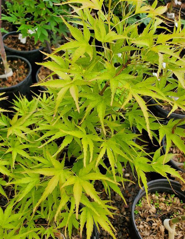 Kamagata Japanese Maple for sale at Maples N More Nursery