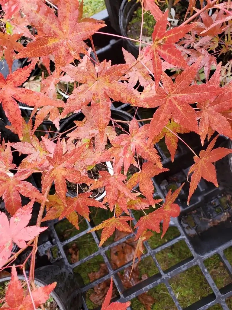 Katsura Hime Japanese Maple for sale at Maples N More Nursery