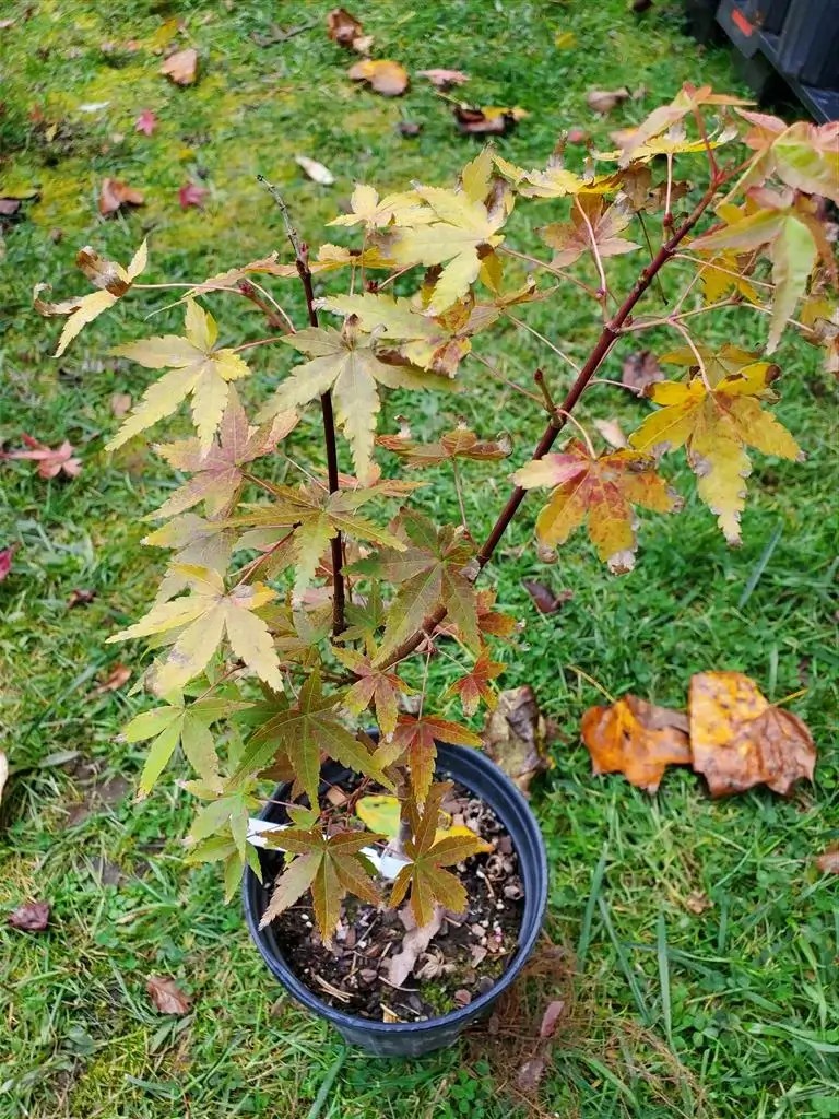 Katsura Hime Japanese Maple for sale at Maples N More Nursery