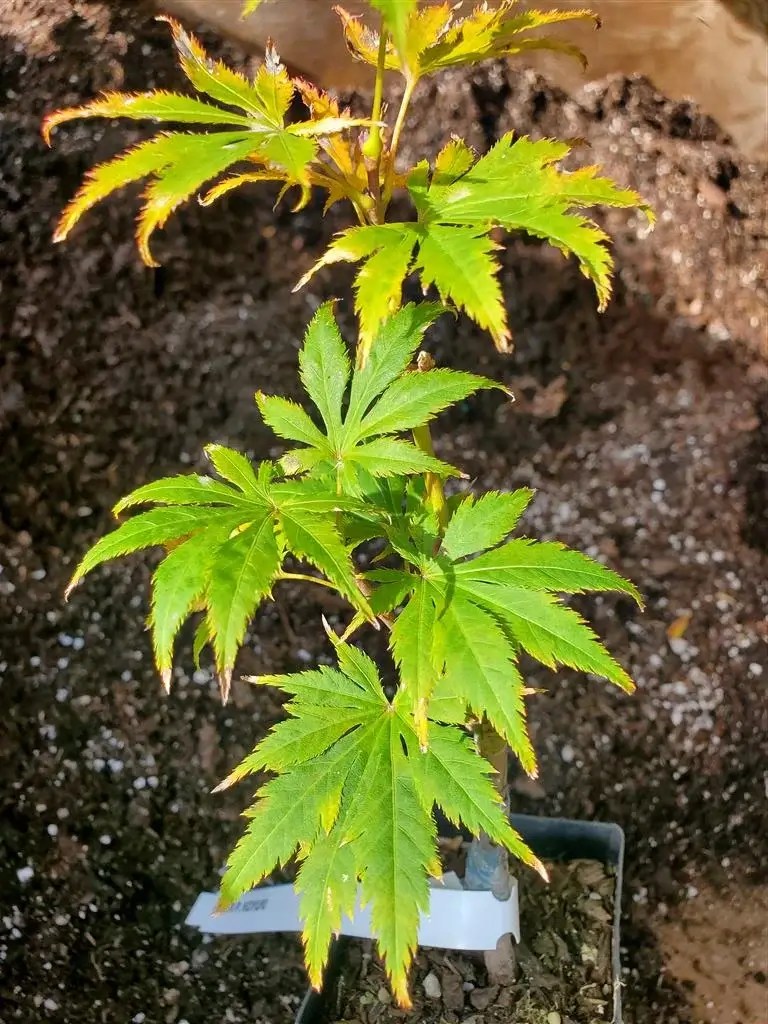 Koyuki Japanese Maple for sale at Maples N More Nursery