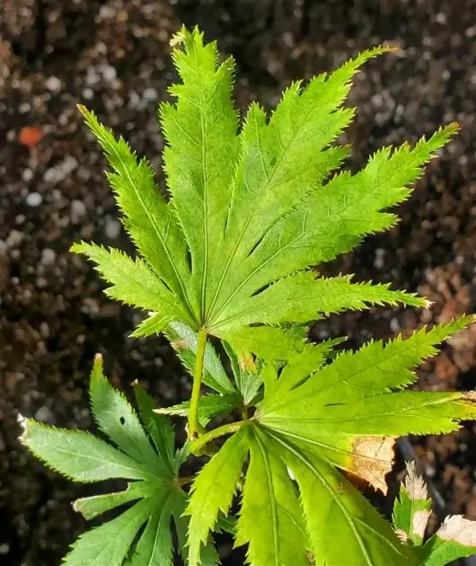 Koyuki Japanese Maple for sale at Maples N More Nursery