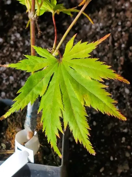 Koyuki Japanese Maple for sale at Maples N More Nursery