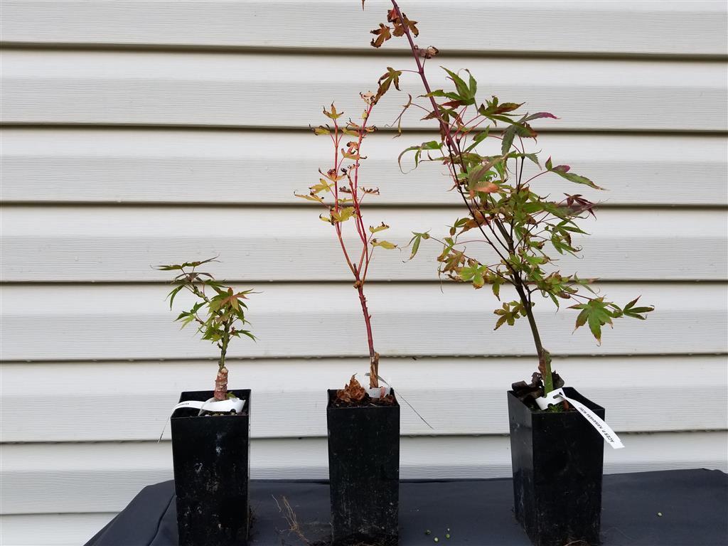 Wholesale Japanese maple liners for sale!