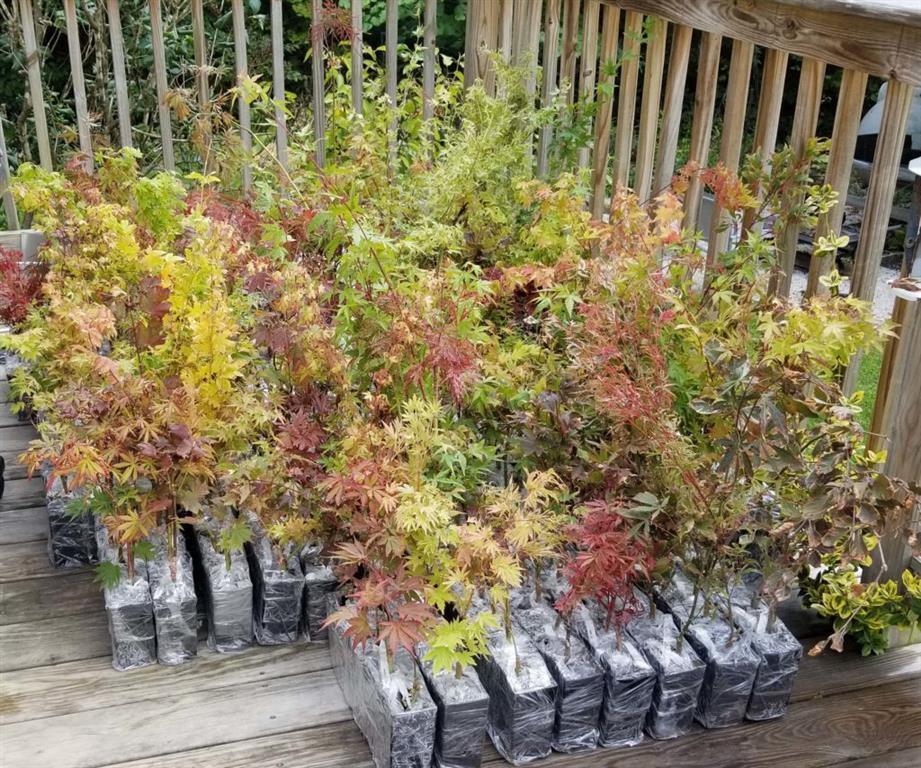 Wholesale Japanese maple liners for sale!