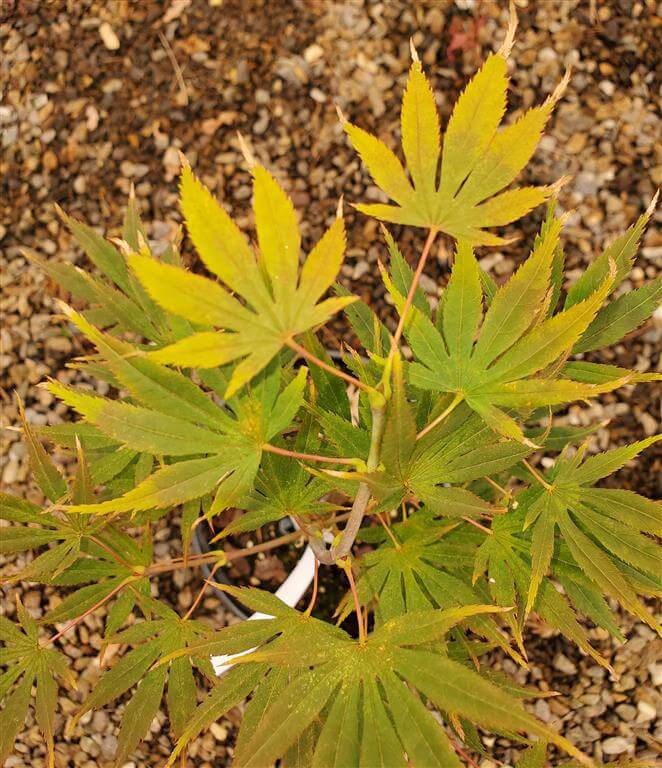 Mikado Japanese Maple for sale at Maples N More Nursery