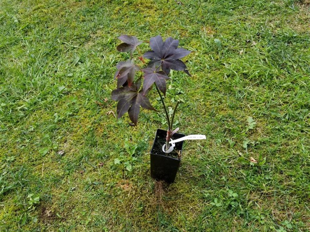 Wholesale Japanese maple liners for sale!