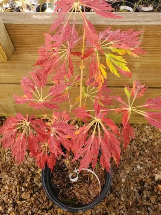 Oregon Fern Japanese Maple for sale at Maples N More Nursery