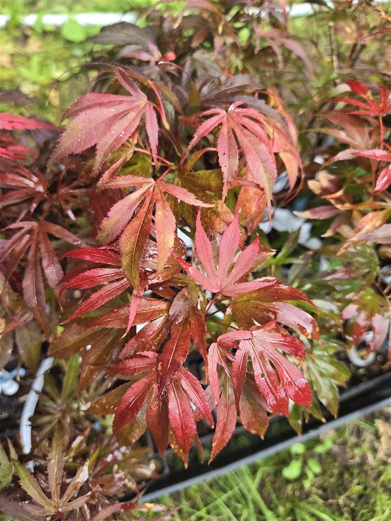 Oregon Sunset Japanese Maple for sale at Maples N More Nursery