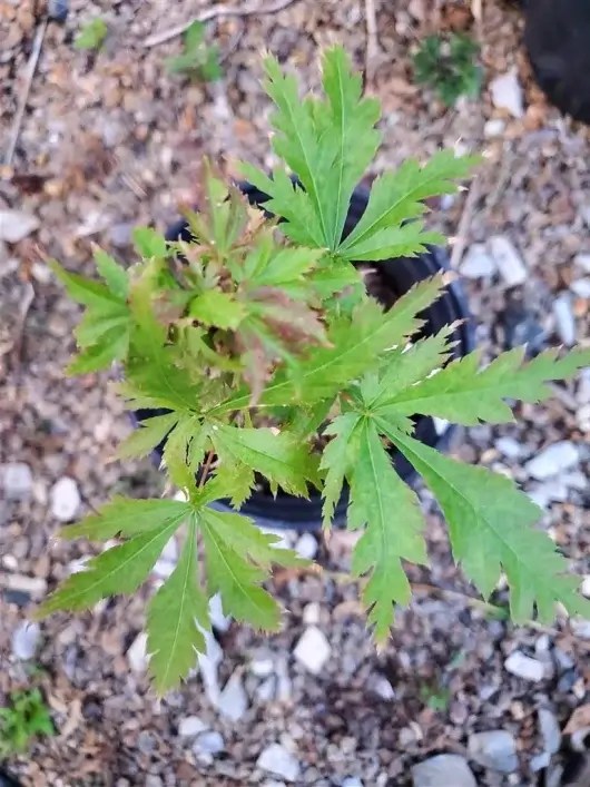 Orion Japanese Maple for sale at Maples N More Nursery