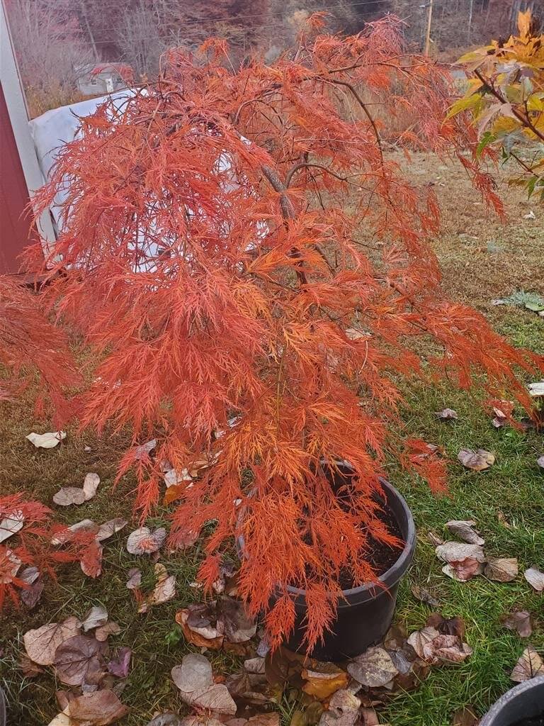 Ornatum Japanese Maple for sale at Maples N More Nursery