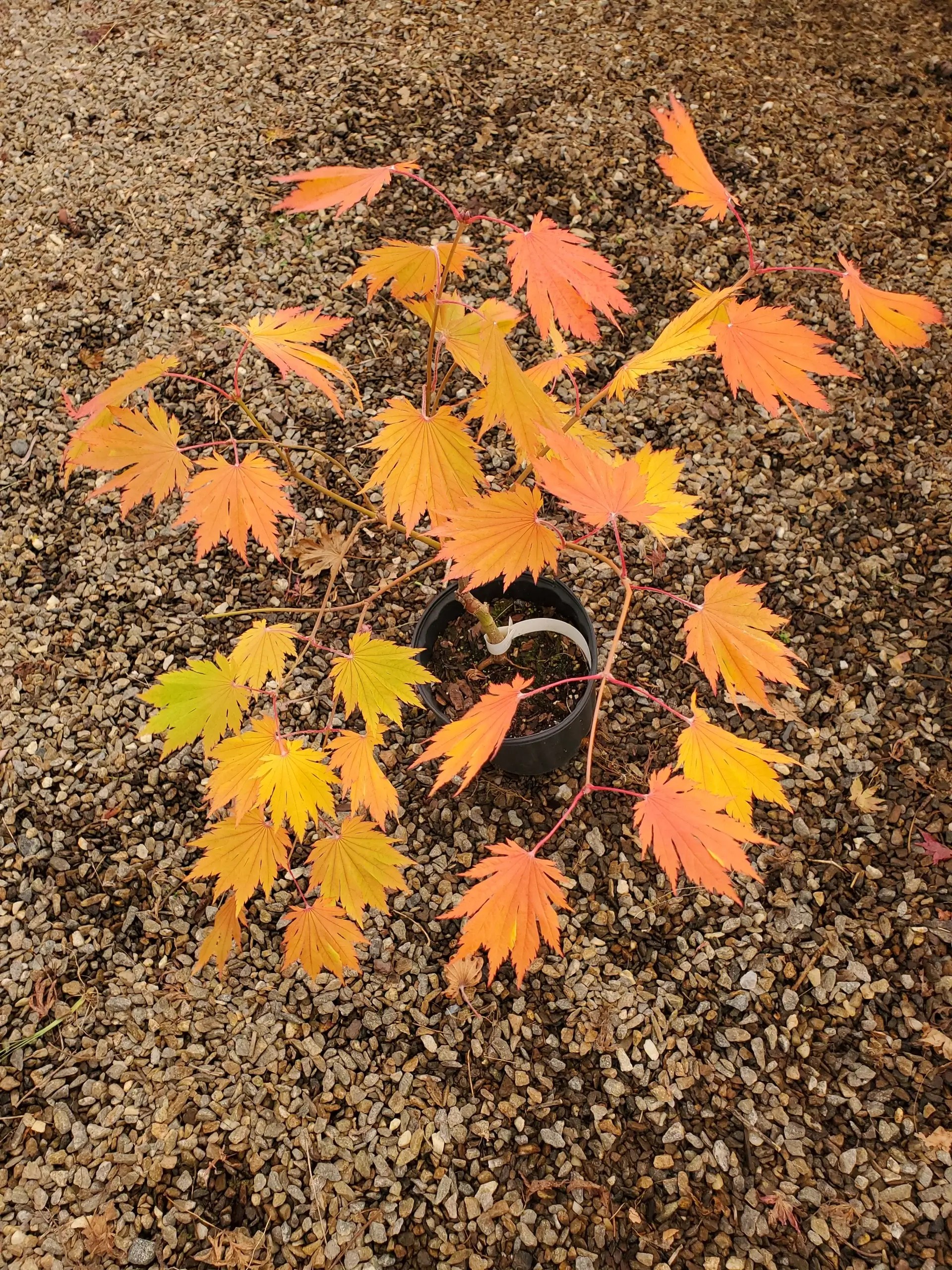 Otaki Japanese Maple for sale at Maples N More Nursery