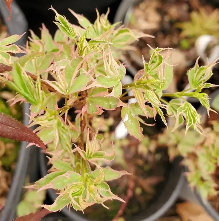Pink Princess Japanese Maple for sale at Maples N More Nursery