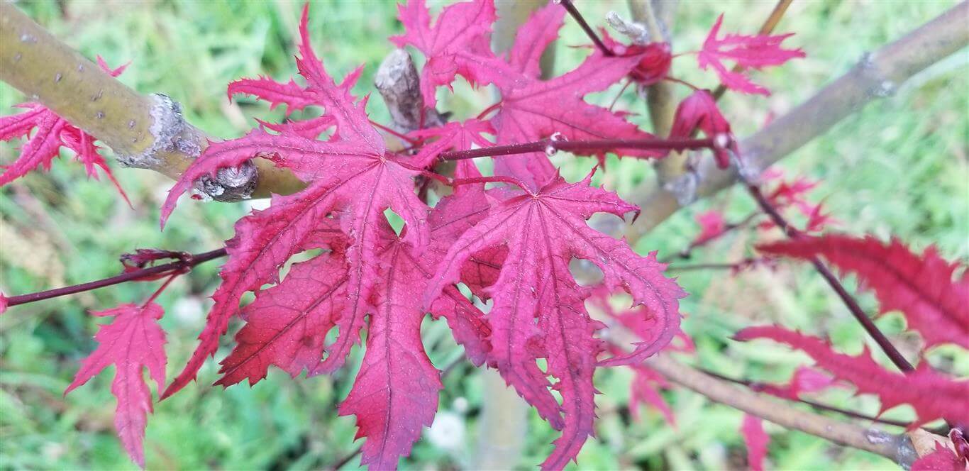 Purple Ghost Japanese Maple for sale at Maples N More Nursery