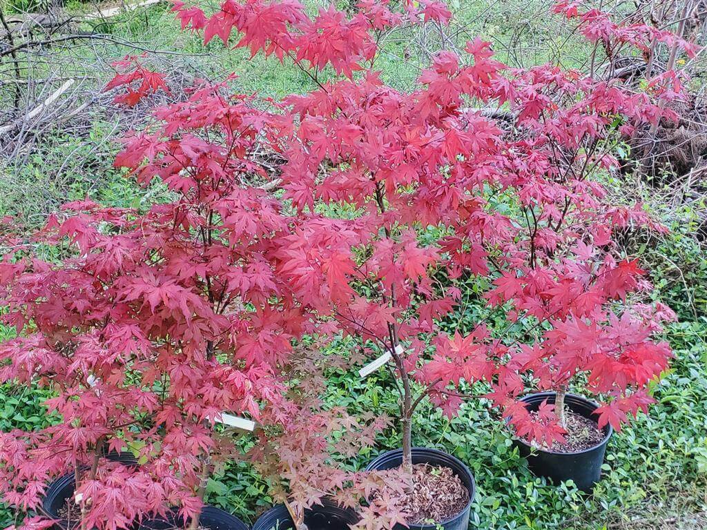 Purple Ghost Japanese Maple for sale at Maples N More Nursery