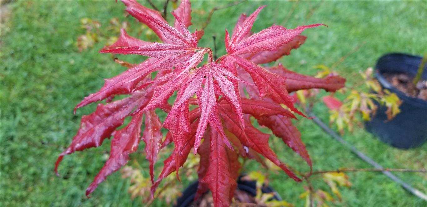 Purple Ghost Japanese Maple for sale at Maples N More Nursery