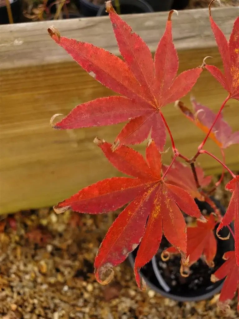 Red Dawn Japanese Maple for sale at Maples N More Nursery