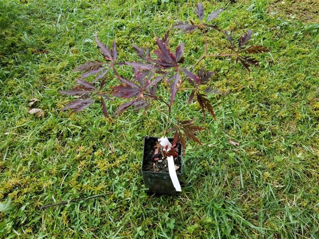 Wholesale Japanese maple liners for sale!