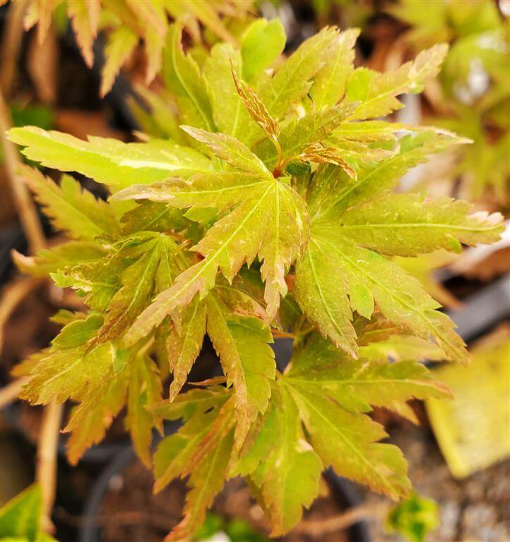 Ryugu Japanese Maple for sale at Maples N More Nursery
