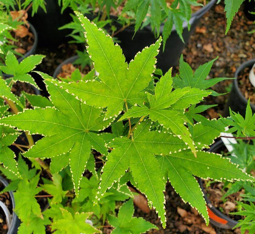 Sagara Nishiki Japanese Maple for sale at Maples N More Nursery