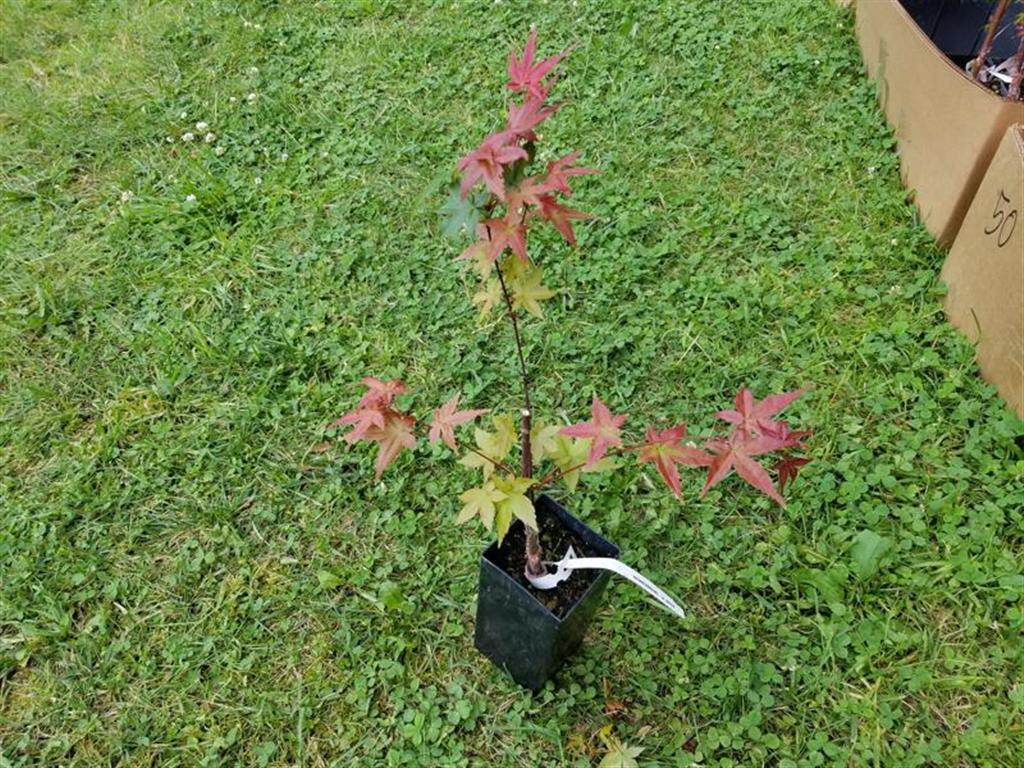 Wholesale Japanese maple liners for sale!