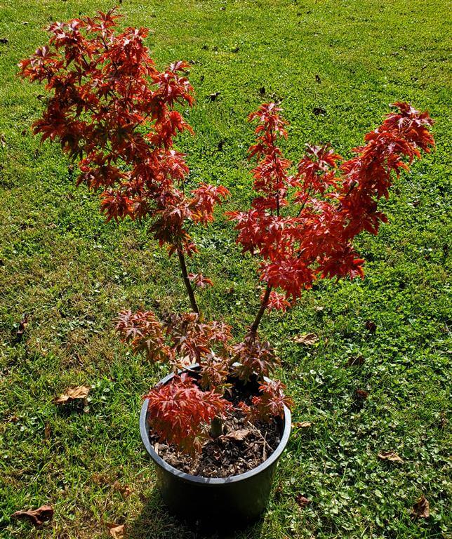 Shishigashira Japanese Maple for sale at Maples N More Nursery
