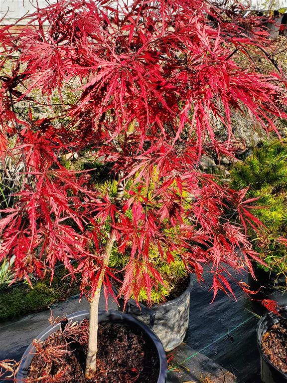 Tamukeyama Japanese Maple for sale at Maples N More Nursery