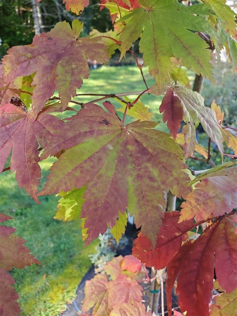 Vitifolium Japanese Maple for sale at Maples N More Nursery