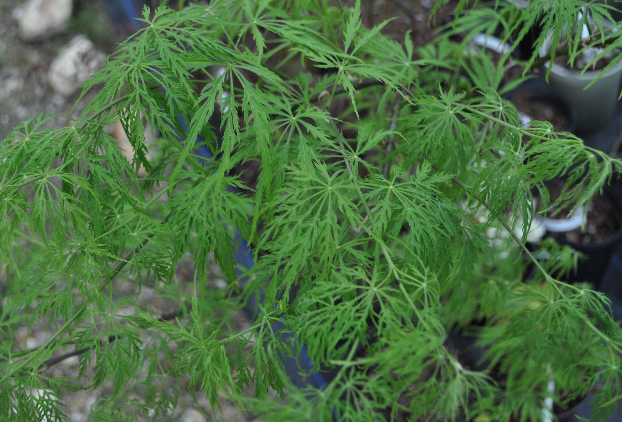 Waterfall Japanese Maple for sale at Maples N More Nursery