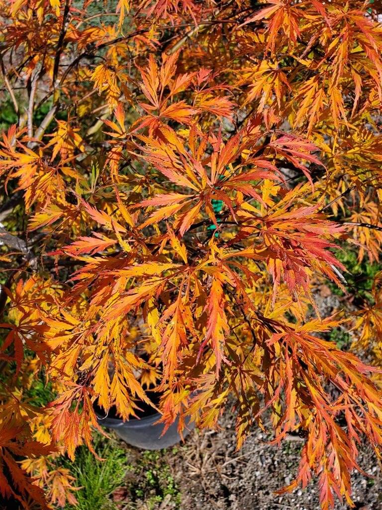 Waterfall Japanese Maple for sale at Maples N More Nursery