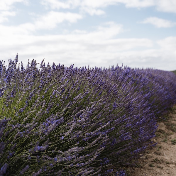 Lavender Fields 1 Pound F783007B