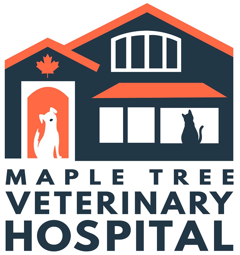 Dog Camp Maple Tree Veterinary Hospital