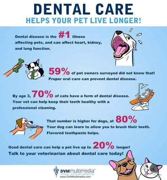 Pet Dental Care In Waynesville, NC 28786 Maple Tree Veterinary Hospital