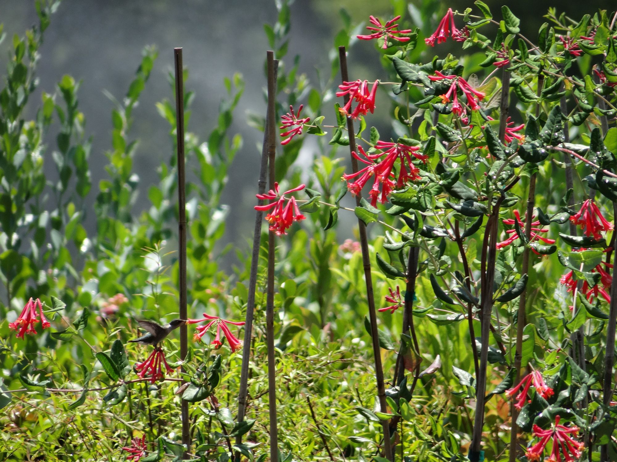 Maple Valley Nursery, LLC :: Alabama (US) :: OpenCorporates