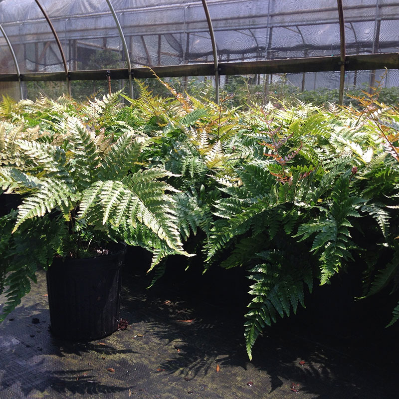 Maple Valley Nursery, LLC Company Profile Sterrett, AL
