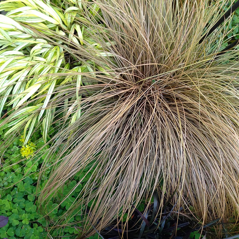 Green Valley Farms Montevallo, AL