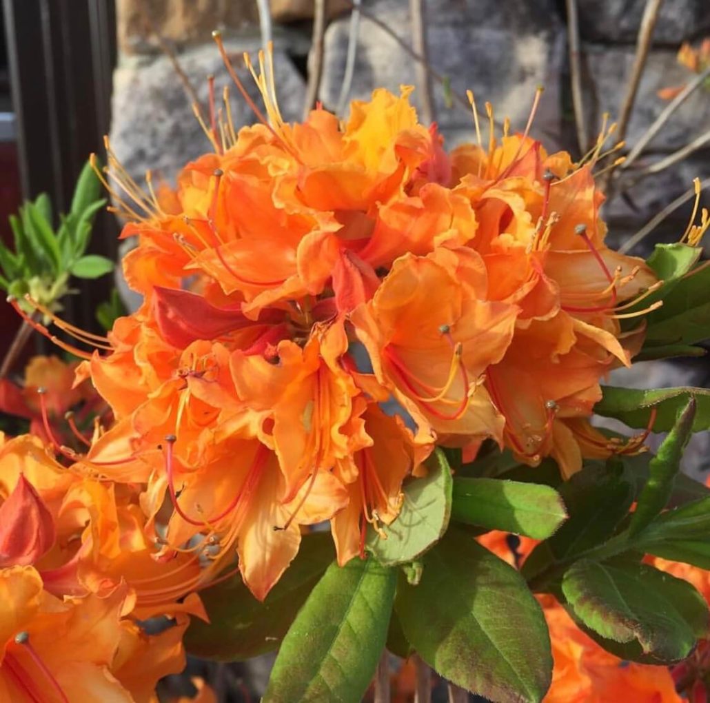 Maple Hill Nursery Family Owned and Operated since 1984