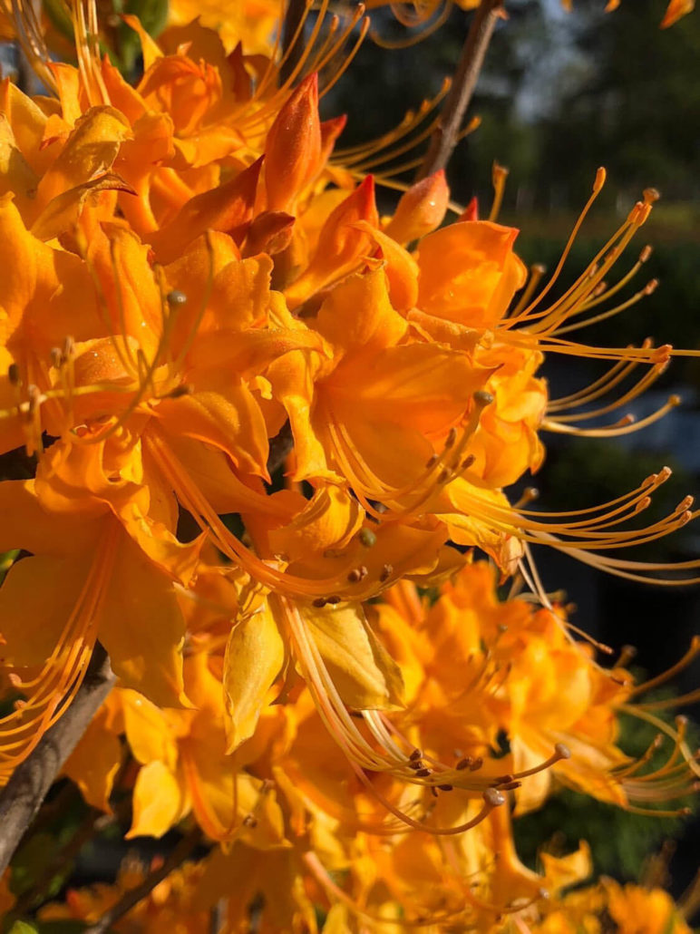 Maple Valley Nursery Llc In Sterrett Alabama