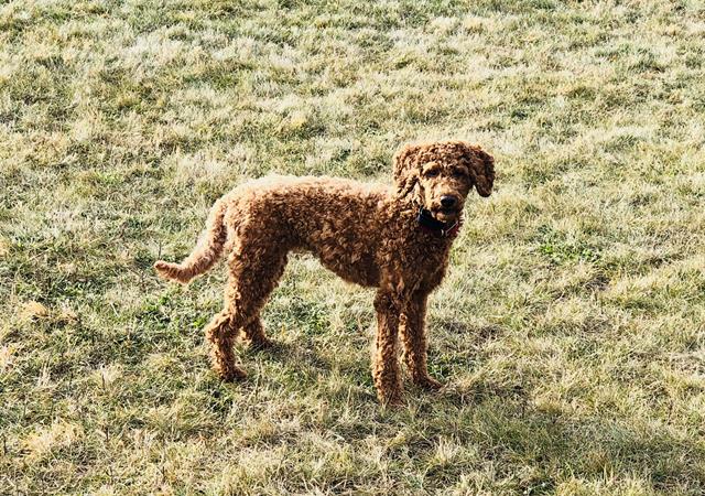 Toy Goldendoodle Puppies Maple Valley Puppies