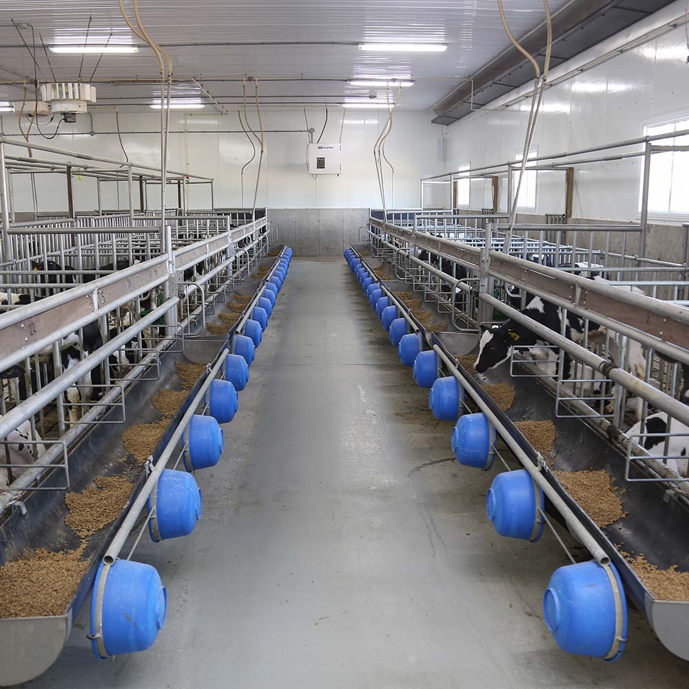 Veal Farming Mapleview Agri