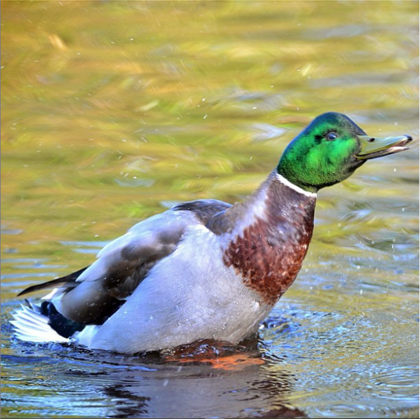 Mallard Ducks Maplewood Farm